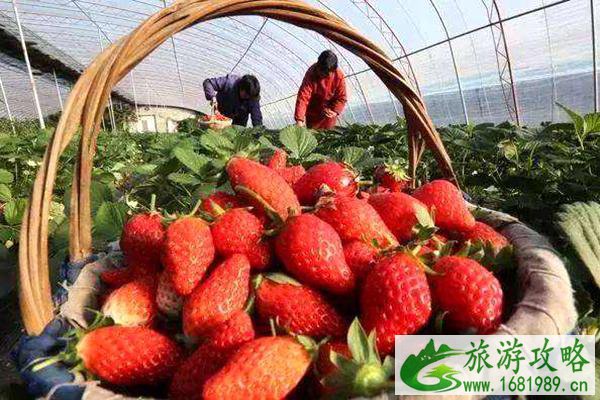 无锡十大草莓采摘基地指南