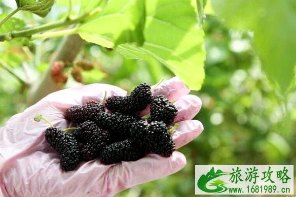 无锡采摘桑葚的好去处