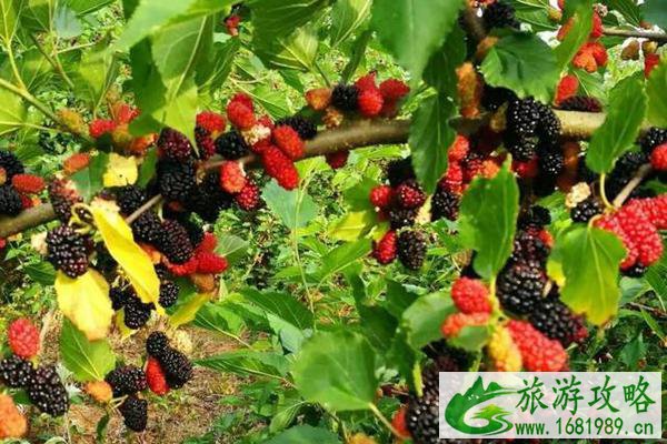 无锡采摘桑葚的好去处