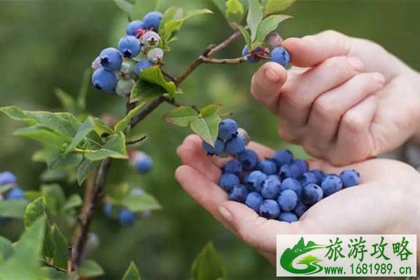 无锡蓝莓采摘好去处