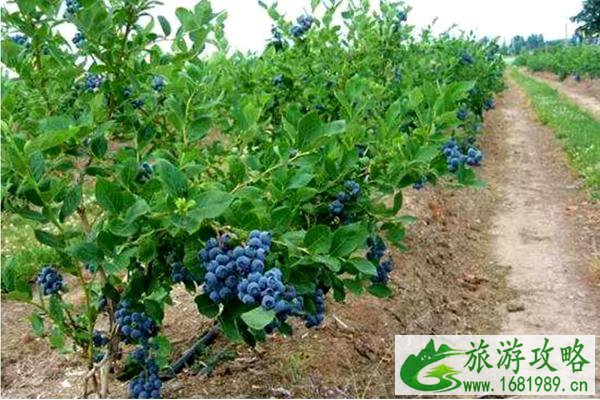 无锡蓝莓采摘好去处
