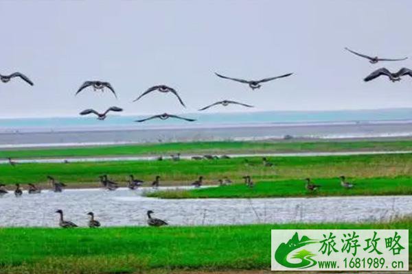 鄱阳湖观鸟最佳时间及最佳地点 鄱阳湖观鸟最佳时间及最佳地点