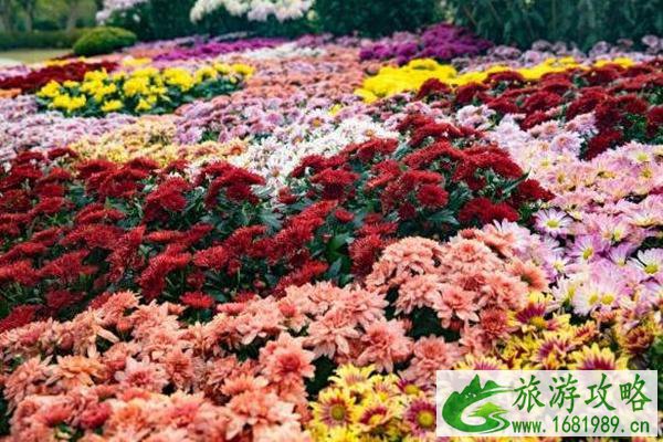 2021深圳东湖公园菊花展预约指南+门票+地址