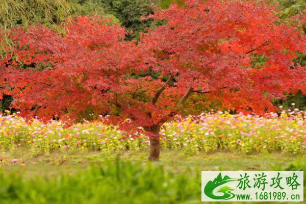 2021花开海上生态园枫叶最佳观赏时期