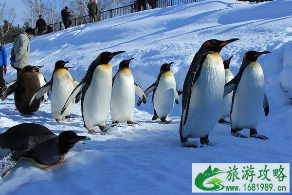 2021-2022旭川动物园冬季开园时间一览 2021-2022旭川动物园冬季开园时间一览