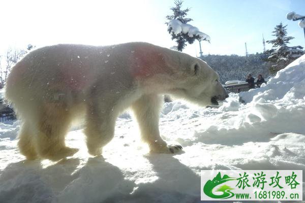 2021-2022旭川动物园冬季开园时间一览 2021-2022旭川动物园冬季开园时间一览