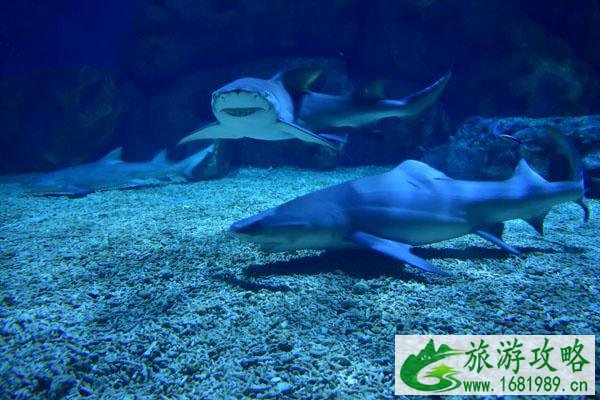 2021天津海昌极地海洋公园最新优惠门票