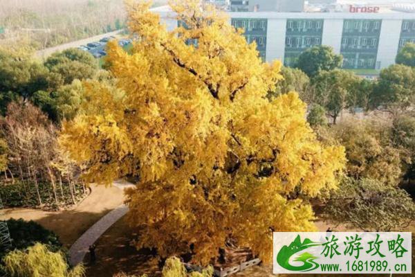 2021嘉定古树公园最佳观赏期