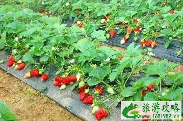深圳福永哪里有草莓摘 深圳福永摘草莓的地方