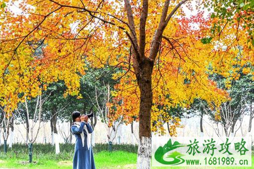 无锡山区哪里可以看银杏