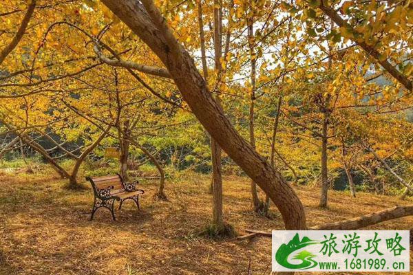 东莞周边哪里有赏银杏的地方 东莞周边哪里有赏银杏的地方