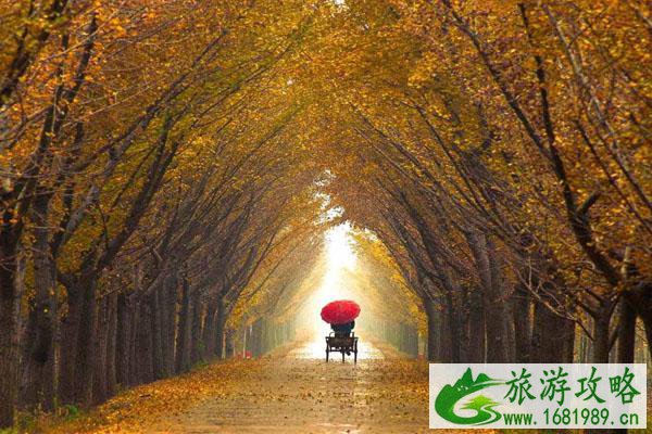 东莞周边哪里有赏银杏的地方 东莞周边哪里有赏银杏的地方