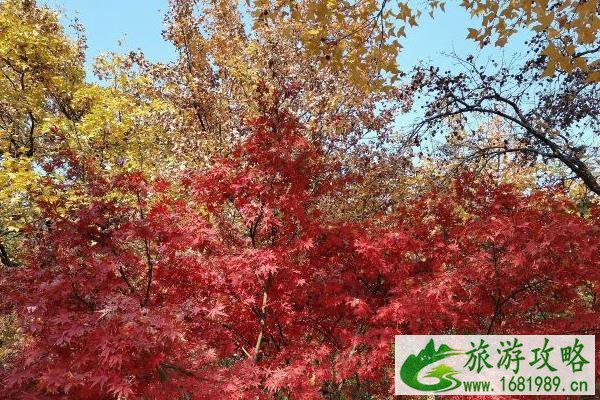 2021苏州天平山枫叶最佳观赏地