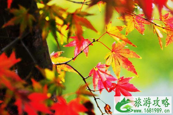 2021无锡枫叶什么时候变红 无锡赏枫叶最好的地方