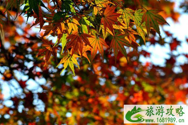 2021无锡枫叶什么时候变红 无锡赏枫叶最好的地方