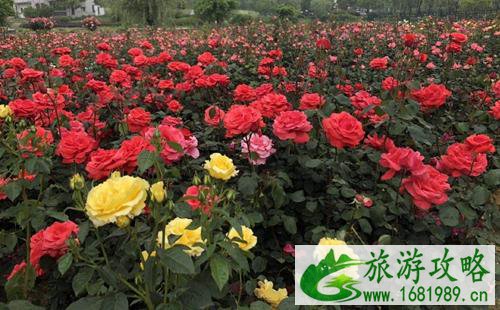 龙寺生态园采摘攻略