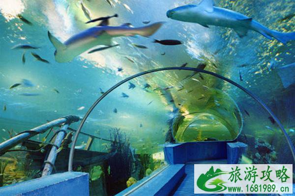 2021曲江海洋极地公园开放了吗 曲江海洋极地公园好玩吗
