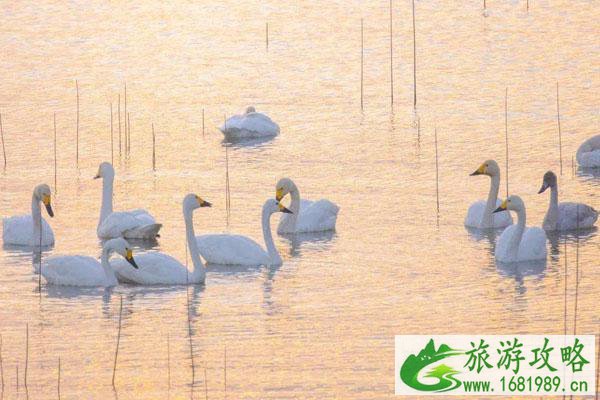 溧水石臼湖最佳观天鹅地点推荐 溧水石臼湖最佳观天鹅地点推荐