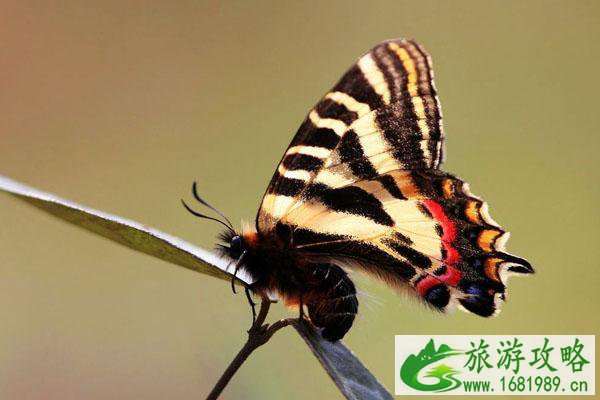 南京水墨大埝门票多少钱