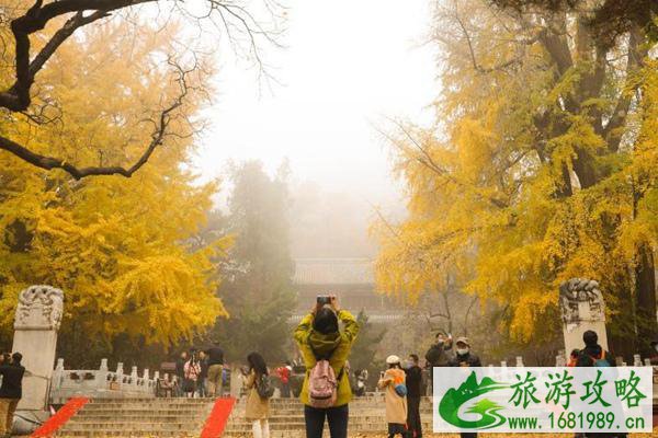 2021潭柘寺银杏叶什么时候黄 2021潭柘寺银杏最佳观赏期已经到来 2021潭柘寺银杏叶什么时候黄 2021潭柘寺银杏最佳观赏期已经到来