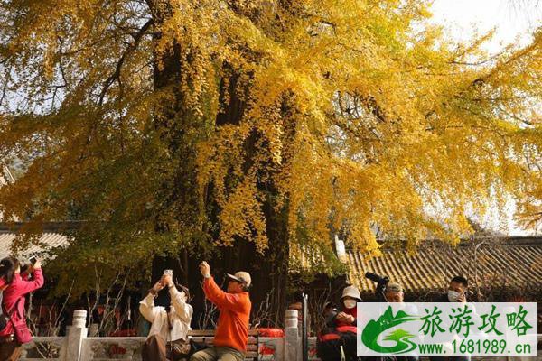 2021潭柘寺银杏叶什么时候黄 2021潭柘寺银杏最佳观赏期已经到来 2021潭柘寺银杏叶什么时候黄 2021潭柘寺银杏最佳观赏期已经到来