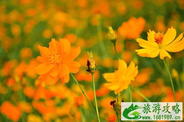 佛山秋天看花海的好地方