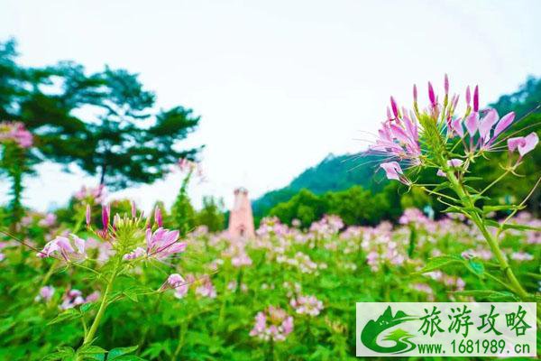 佛山秋天看花海的好地方