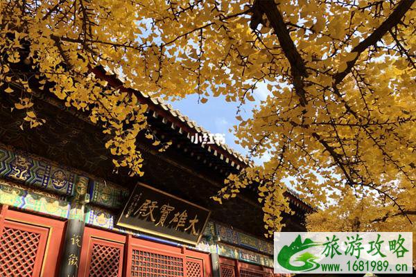 北京哪些寺庙中有千年银杏 北京哪些寺庙中有千年银杏