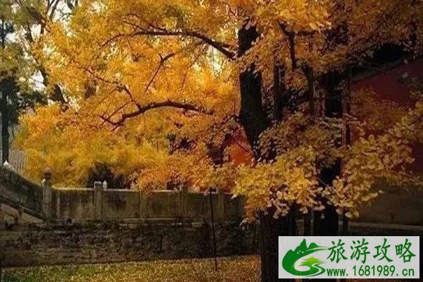 北京哪些寺庙中有千年银杏 北京哪些寺庙中有千年银杏