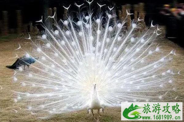 衡水野生动物园门票及游玩须知