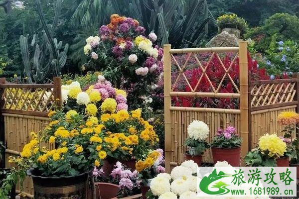 2021象山鹿岛菊花展时间-门票