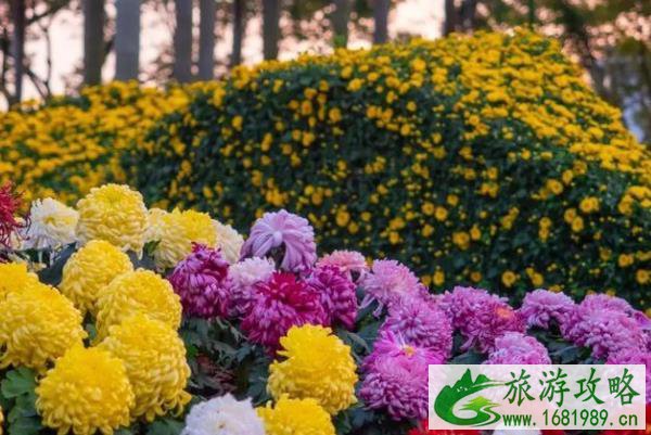 2021象山鹿岛菊花展时间-门票