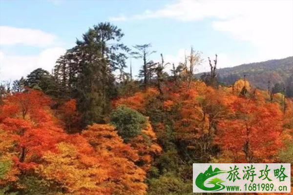 龙苍沟彩林最佳观赏时间 2021龙苍沟彩林节活动详情 龙苍沟彩林最佳观赏时间 2021龙苍沟彩林节活动详情