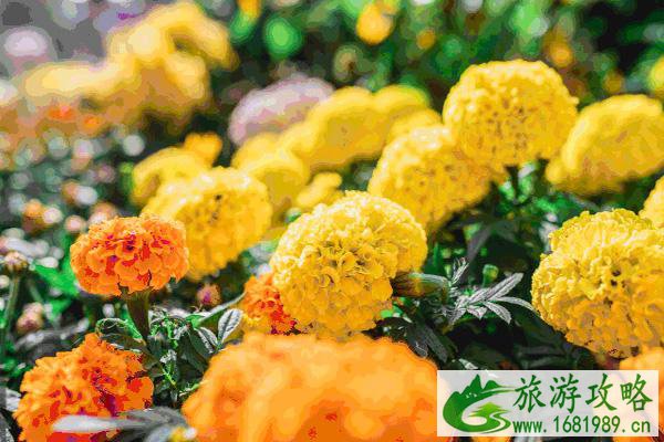 2021张家港常阴沙菊花展游玩攻略