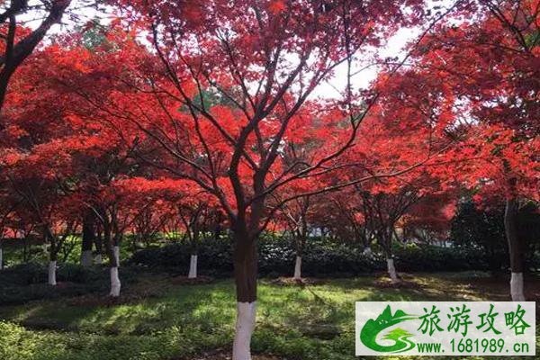 苏州最美枫叶林在什么地方