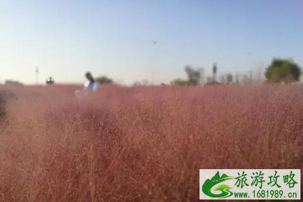 2021佛山丹灶翰林湖粉黛乱子草赏花指南