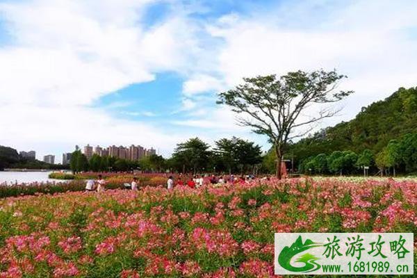 2021佛山秋天赏花有哪些好去处