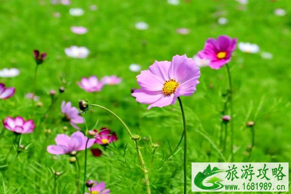 2021木兰草原格桑花什么时候开 木兰草原格桑花花期