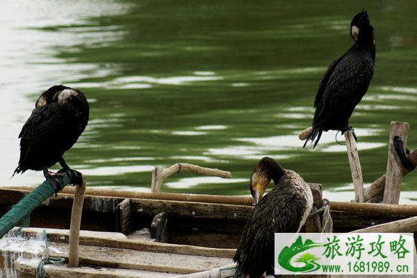 无锡大溪港湿地公园地址及详细游玩攻略 无锡大溪港湿地公园地址及详细游玩攻略