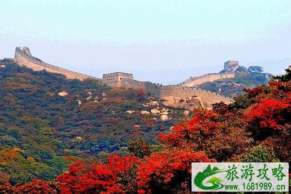 2021北京长城红叶最佳观看时间 北京长城红叶哪里最好看 2021北京长城红叶最佳观看时间 北京长城红叶哪里最好看