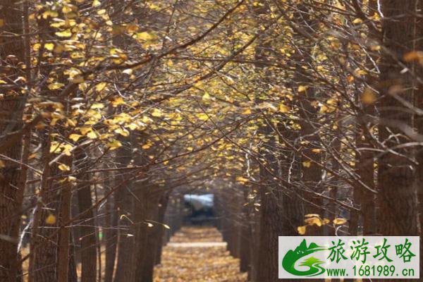 北京张各庄银杏林最佳观赏时间 北京张各庄银杏林最佳观赏时间