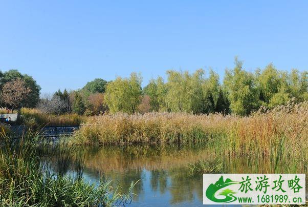 2021北京有芦苇的地方有哪些