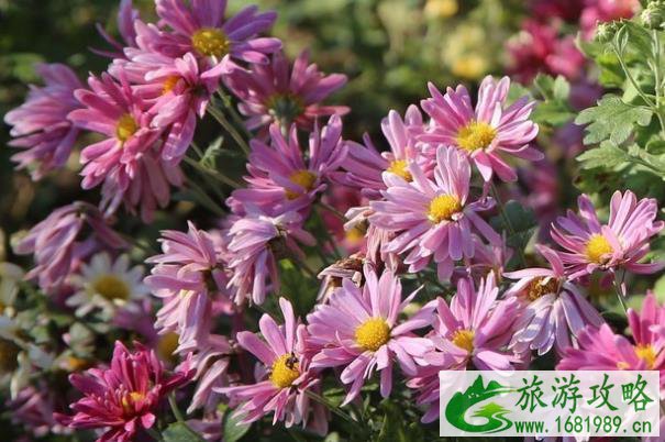 2021张家港常阴沙菊花展时间-门票
