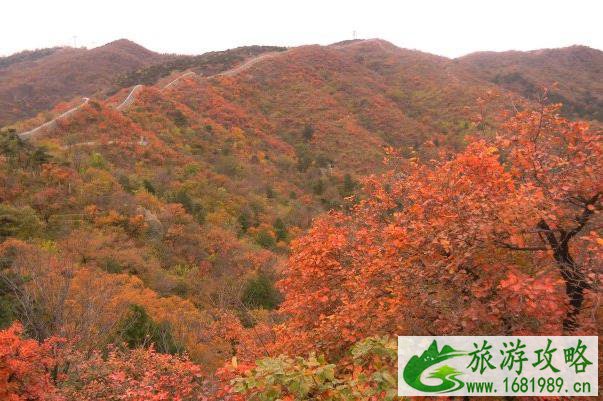 苏州枫叶林在什么地方-景点推荐