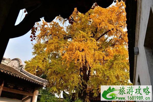 2021无锡赏银杏的最佳时间和地点