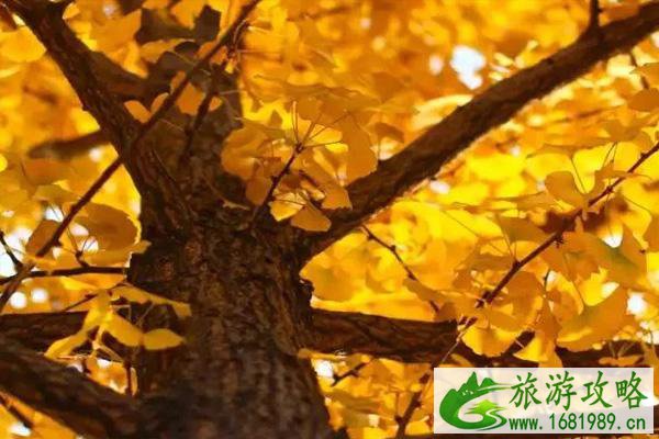 2021无锡赏银杏的最佳时间和地点