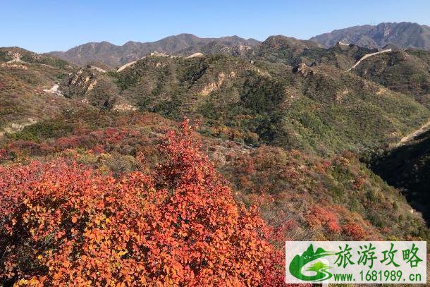2021北京八达岭长城红叶最佳观赏时间