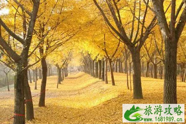 邳州银杏观赏最佳时间及地点推荐