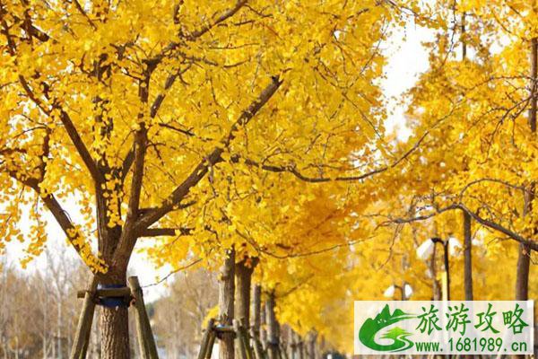 2021盐城银杏景点有哪些
