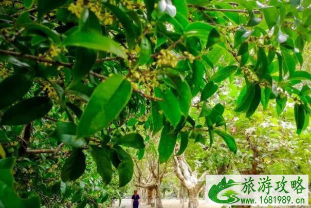 2021南通最佳赏桂花地点推荐